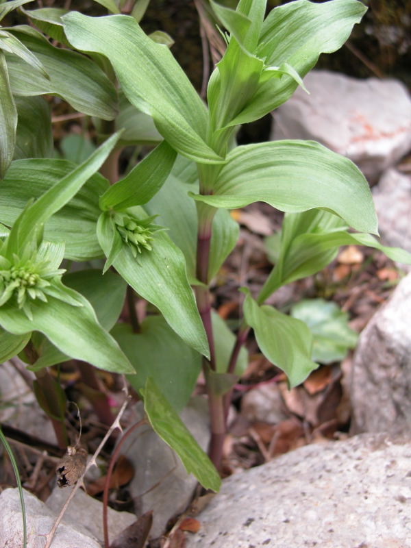 Supramonte di Oliena : Epipactis cfr. helleborine